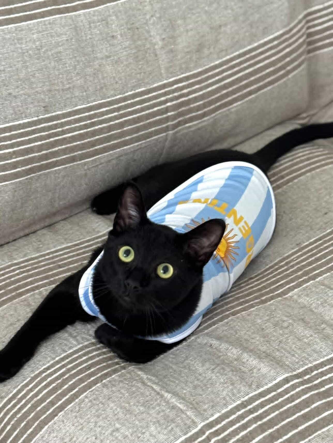 Indumentaria para mascotas